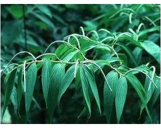 Tisane Poivre blanc grain 1 Kg Piper nigrum