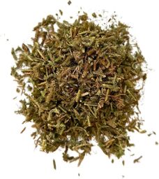 Tisane Lycopode plante Lycopodium clavatum.