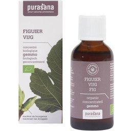 Puragem Figue
