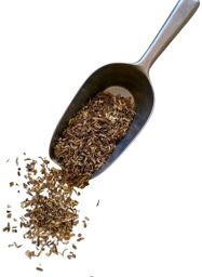 Tisane Angelique racine Angelica archangelica