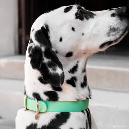 Collier pour Chien x Fidèle Paris - Édition limitée