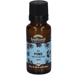 24 Pine - Pin Sylvestre