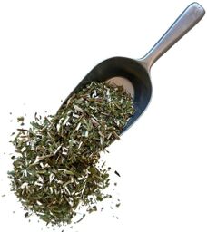 Tisane Verge d'or (Solidage) plante Solidago virga aurea