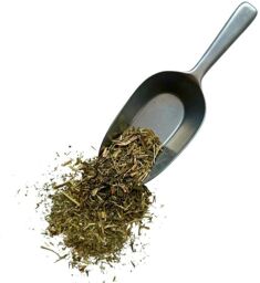 Tisane Fumeterre plante Fumaria officinalis.