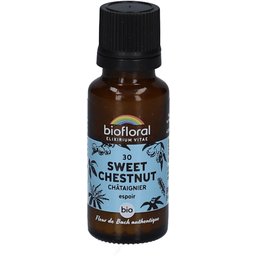 30 Sweet Chestnut - Châtaignier