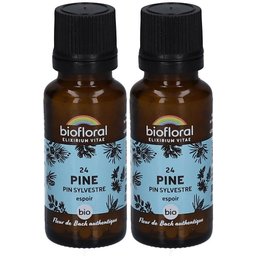 24 Pine - Pin Sylvestre