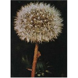 Herboplanète Tsa Taraxacun Officinale 50ml