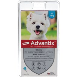 Petit chien de 4 kg - 10 kg