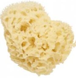 Éponge de Mer Naturelle 11 cm - Sachet 1 éponge