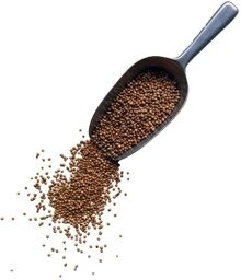 Tisane Coriandre semence ENTIERE Coriandrum sativum