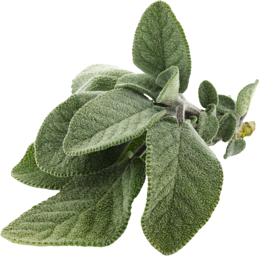Tisane Sauge Sclarée (Salvia sclarea) partie aérienne France BIO