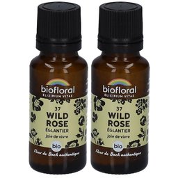 37 Wild Rose - Eglantier