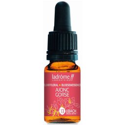 Ladrôme Ajonc N°13