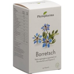 Bourrache