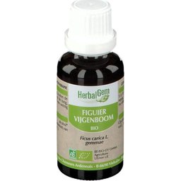 Macérat Concentré de Figuier Bio 30ml