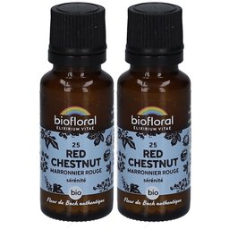 25 Red Chestnut - Maronnier Rouge