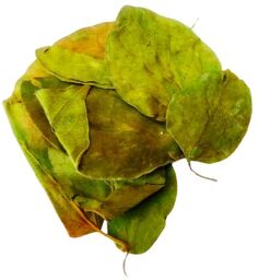 Tisane Gymnema Sylvestris feuille
