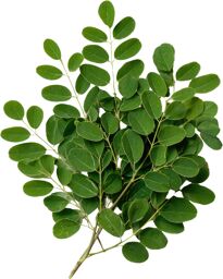 Tisane Moringa (Moringa oleifera) feuilles coupées