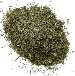 Tisane Prêle des champs (Queue de Chat) plante.
