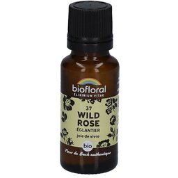 37 Wild Rose - Eglantier