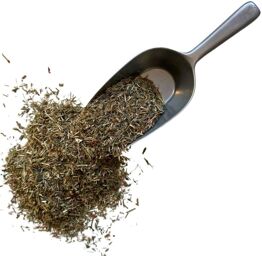 Tisane Renouée des oiseaux plante Polygonum aviculare