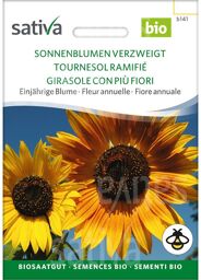 Tournesol ramifié semences BIO