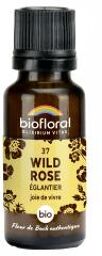 37 Wild Rose Églantier Bio 19,5 g - Flacon 19,5 g