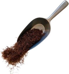 Tisane mais stigmate (Barbe) Zea maïs