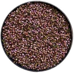 Tisane Bruyère fleur mondée ENTIERE Calluna vulgaris.