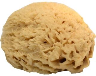 Eponge de Mer naturelle.