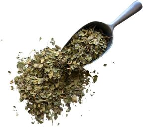Tisane Jujubier feuilles (Sidr) - Ziziphus ziziphus
