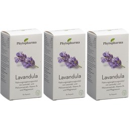 Lavendula