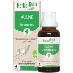 Macérat Concentré d'Aulne Glutineux Bio 30ml