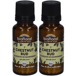 Chestnut Bud - Bourgeon de Marronnier - Bio