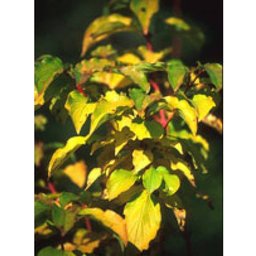 Msa Cornus Sanguinea 50ml