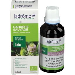 Extrait de plante bio Cardere sauvage