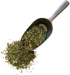 Tisane Lotier corniculé plante Lotus corniculatus.
