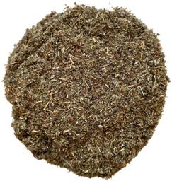 Tisane Argentine (Potentille) (Ansérine) plante CT Potentilla