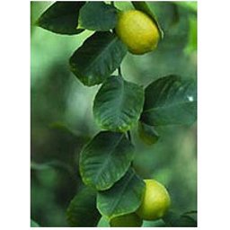 Msa Citrus Limonum 50ml