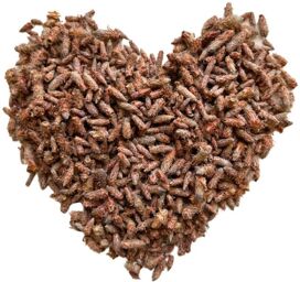 Tisane Bourgeon de PIN extra ENTIER Pinus sylvestris.