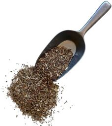 Tisane Salicaire plante Lithrum salicaria.