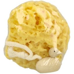 Bébé Canard Eponge de Mer 1ut