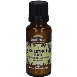 Chestnut Bud - Bourgeon de Marronnier - Bio