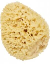 Éponge de Mer Naturelle 14 cm - Sachet 1 éponge