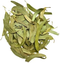 Tisane Eucalyptus feuille ENTIERE extra Eucalyptus globulus