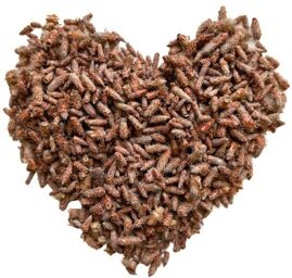 Tisane Bourgeon de PIN extra 250 GRS ENTIER Pinus sylvestris.