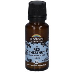 25 Red Chestnut - Maronnier Rouge