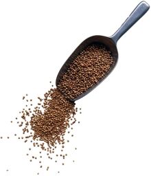 Tisane Coriandre semence ENTIERE 1 KILO Coriandrum sativum