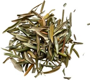 Tisane Olivier feuille Olea europea.